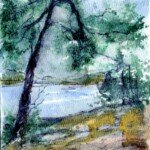 Gnarled Pine, circa 1990, watercolour, ink on paper, 11.5" x 9", unsigned